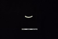 陶環藏品圖，第2張